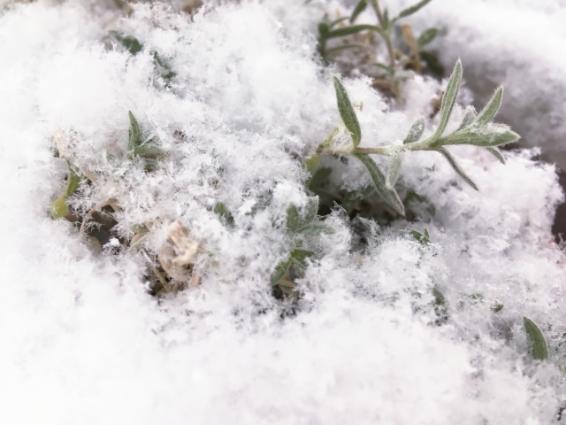 雪が降っているスキー場での小さい楽しみ方 本物の雪の結晶は簡単にみつかります スノーハック